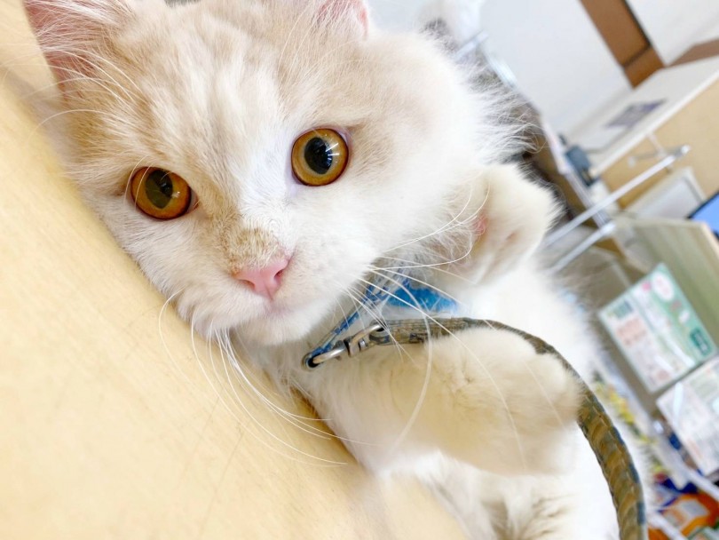 お顔も性格もまんまるで当店一の甘えん坊猫! | マンチカン (116516) - 下丸子店
