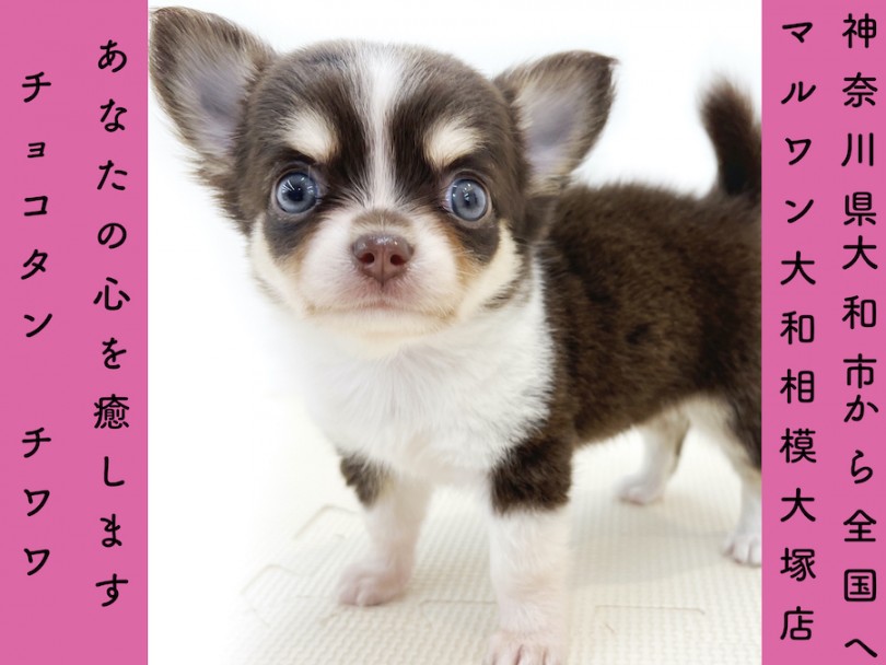 【 チワワ 】チョコタンの小さめサイズを探してる方必見！生後59日で461g!