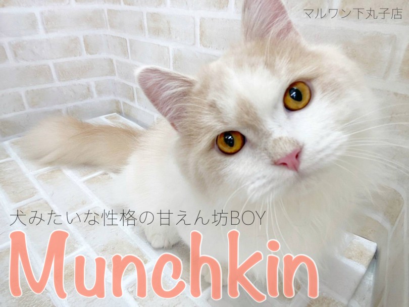 【 マンチカン 】完璧な短足の持ち主！犬みたいな性格の甘えん坊猫！