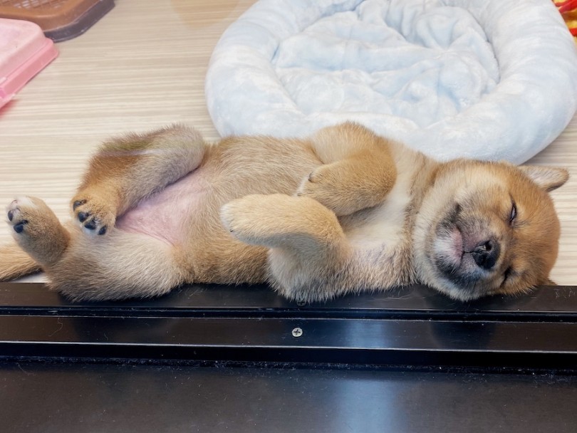 白目をむいて爆睡しています（笑） | 柴犬 （120416） - 横浜 今宿店