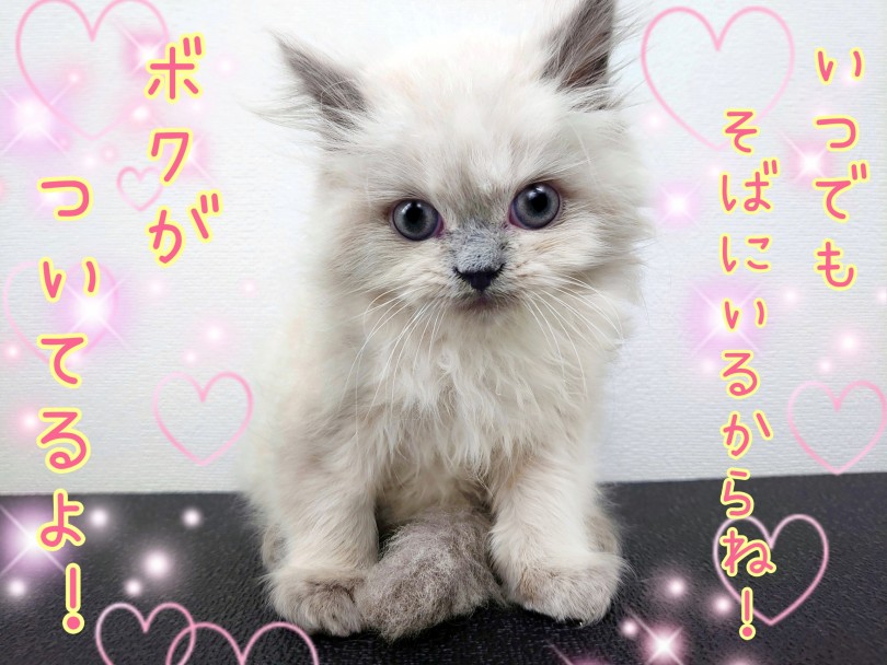 マンションや集合住宅に住んでる方も飼いやすいパーフェクトにゃんこです♪ | ヒマラヤン （130340） - 高井戸店