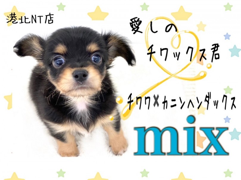 【 MIX 】チワワ？それともダックス？いいえ、ボクはチワックスです！