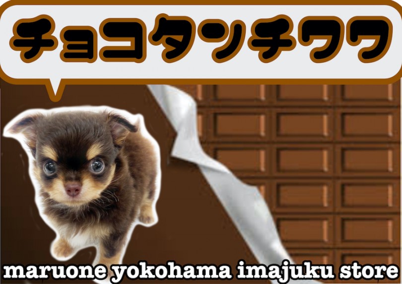 【 チワワ 】ライフログ〜最新情報をお届け！チョコタン・ドワーフ・小さめ男子編〜