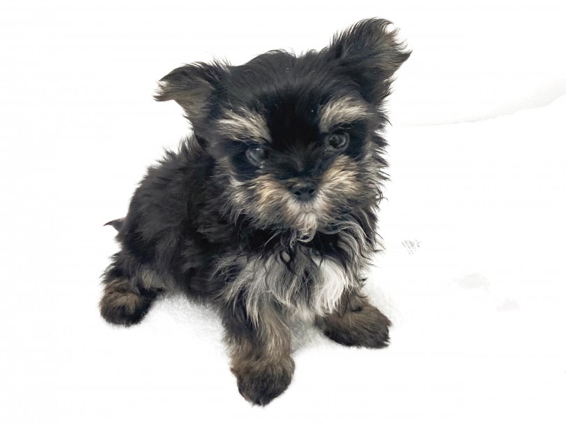 不思議な魅力をもった不思議ちゃん系MIX | MIX犬 マルキー （140677） - 横浜 元町店