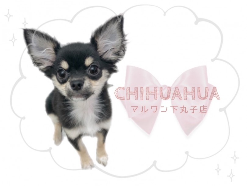 【 チワワ 】生後6か月で1.2kgの小さめプリンセス！超絶な甘えん坊チワワ！
