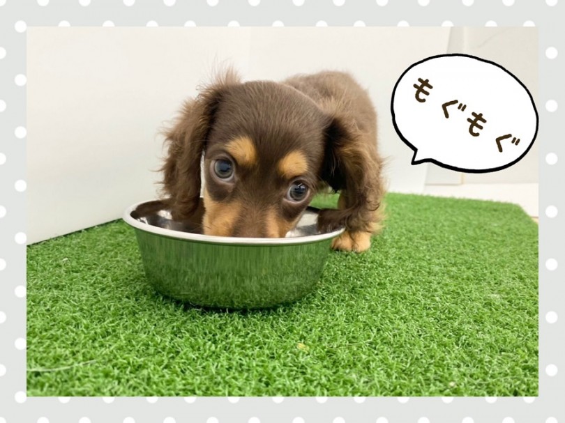 6月30日までのダックスくんの成長の様子 | カニンヘン・ダックスフント （312030） - 横浜 港北ニュータウン店