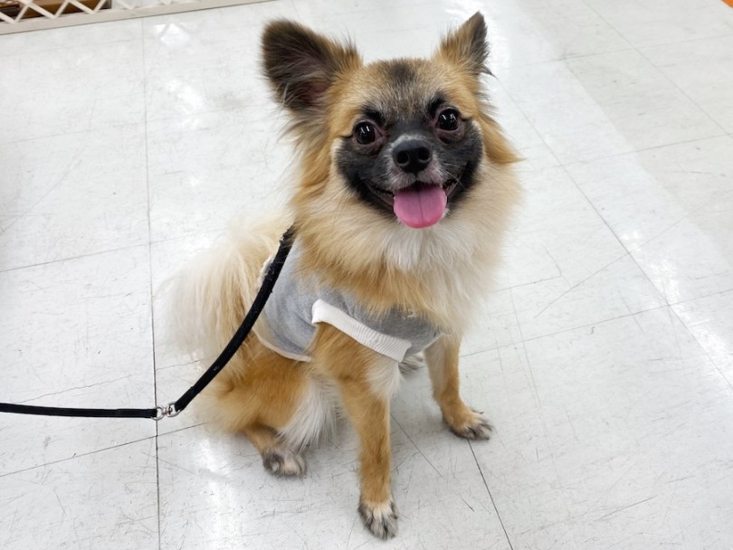 にっこりスマイルで皆さまのご来店をお待ちしております！ | MIX犬 （120290） - 横浜 今宿店
