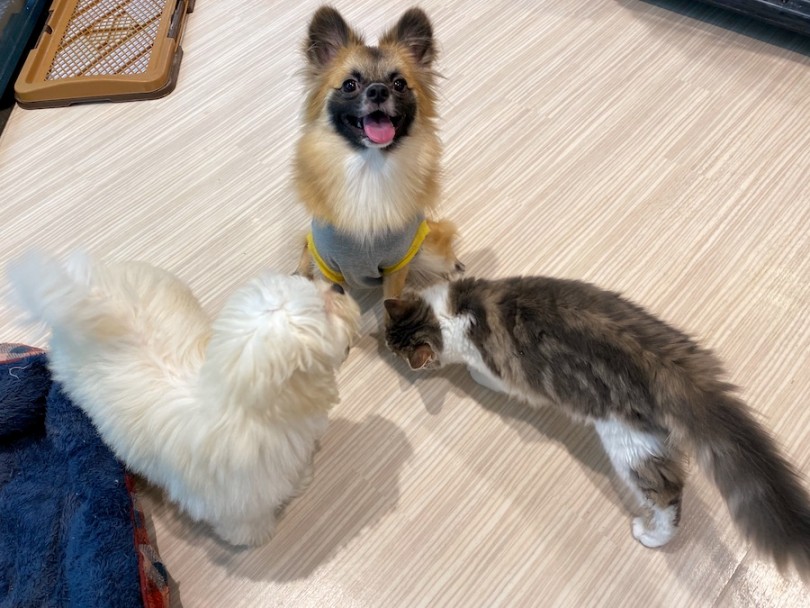 どんなワンニャンともすぐに仲良くなれるズバ抜けた社交性の持ち主 | MIX犬 プーペキ （120401） - 横浜 今宿店