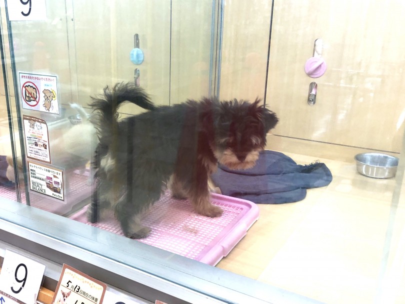 おトイレもばっちり | MIX犬 チワマル （118533） - 城山店