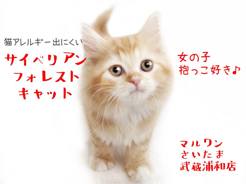 【 サイベリアン 】甘え上手な性格の女の子！抱っこが好きな子猫ちゃん！