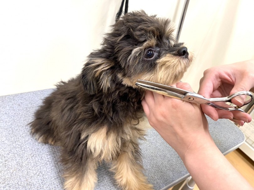 お手入れ上手 | MIX犬 チワマル （118533） - 城山店