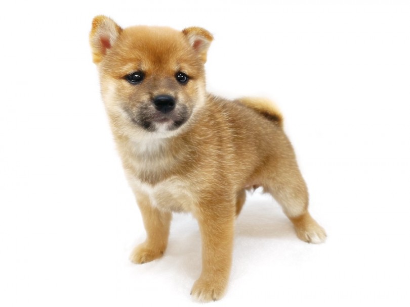 和犬らしい立ち込みもこの通り！ | 柴犬 （120416） - 横浜 今宿店