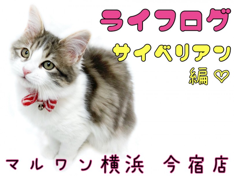 【 サイベリアン 】ライフログVOL4〜最新情報をお届け！〜生後5ヶ月の女の子編
