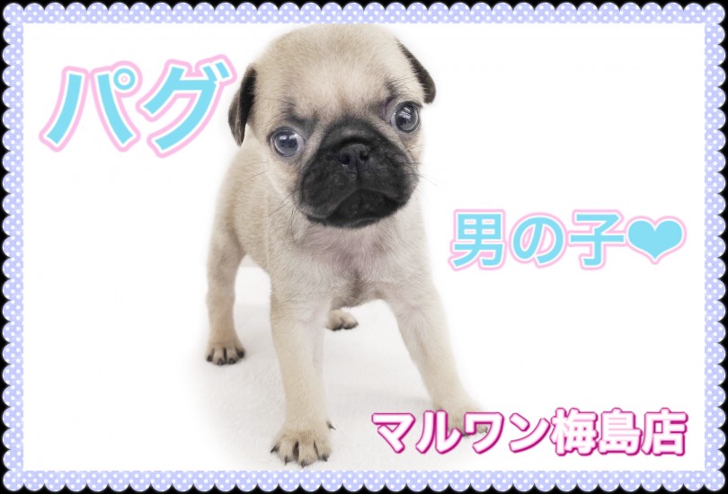 【 パグ 】ぺちゃ顔と言えば！パグちゃんのお手入れ講座！