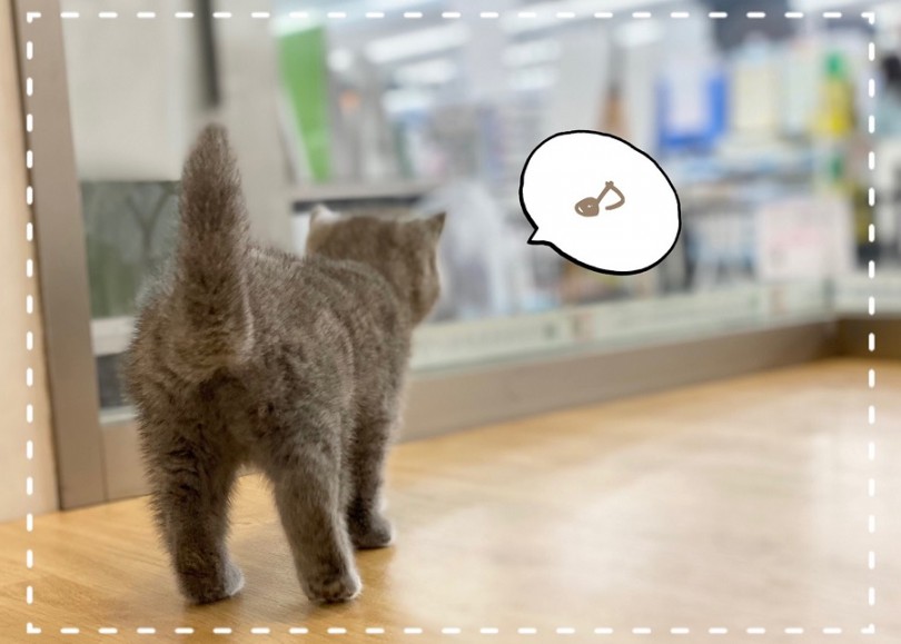 極上の被毛なんです | ブリティッシュショートヘア （312026） - 港北ニュータウン店