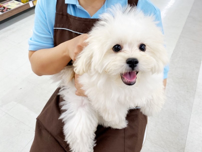 6/3に初トリミングを行いました！ | MIX犬 プーペキ （120401） - 横浜 今宿店