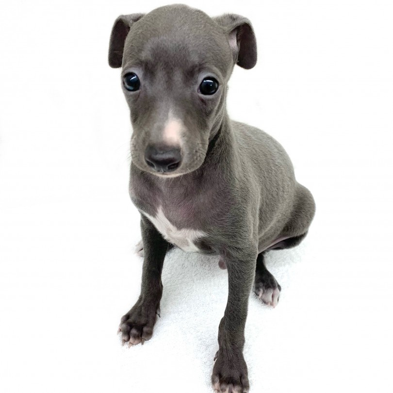 あらゆる犬種の中で、最も美しくしなやかで、最もおしゃれなワンコ！ | イタリアングレーハウンド （130332） - 高井戸店