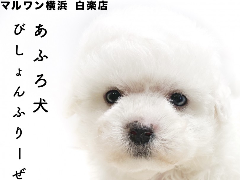 【 ビションフリーゼ 】真っ白のアフロが特徴！垂れ目がポイントのプレミアムDOG