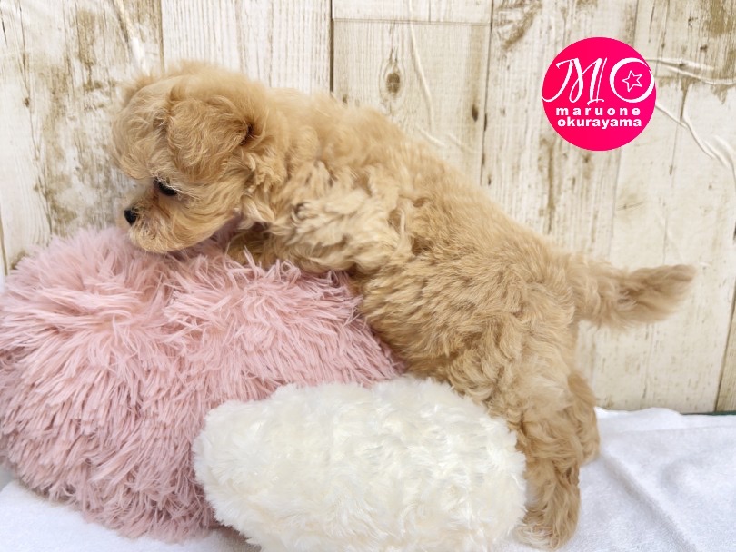 今のうちから爪切りや耳掃除のトレーニング | MIX犬 マルプー （6131039） - 横浜 大倉山店