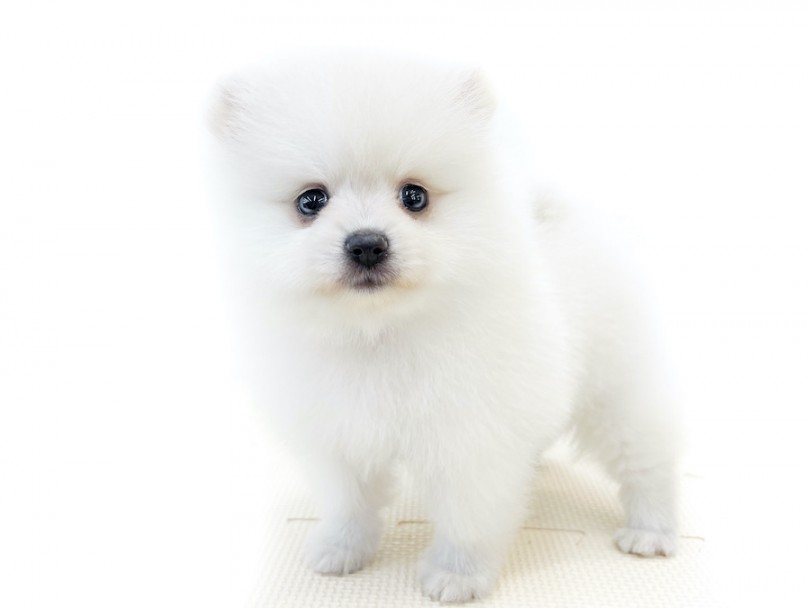 真っ白でシロクマの様なポメラニアンちゃん♡ | ポメラニアン （814694） - 大和 相模大塚店