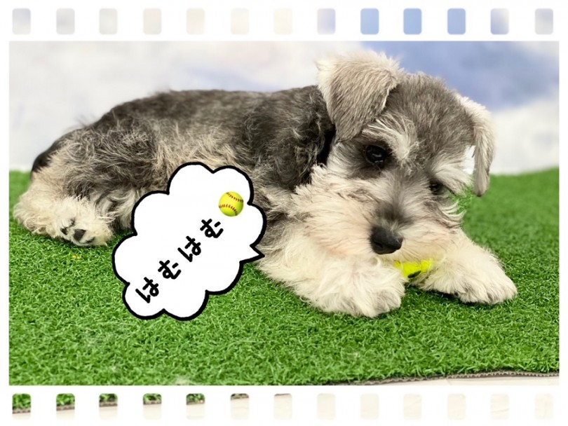 おっとりした性格で、とってもマイペースなシュナちゃん | ミニチュア・シュナウザー （312031） - 港北ニュータウン店