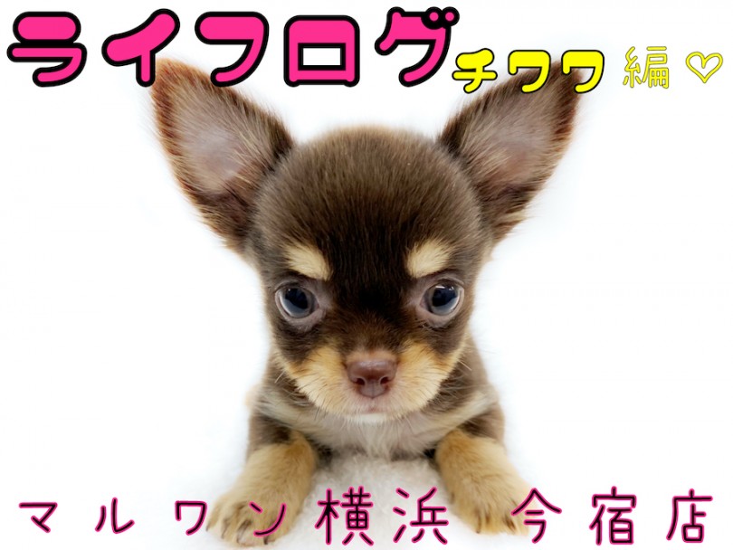 【 チワワ 】ライフログVOL2〜最新情報をお届け！〜チョコタンチワワ生後85日編