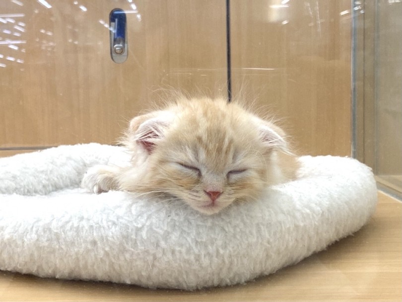 猫ちゃんのタイムスケジュール | スコティッシュフォールド （118559） - 城山店