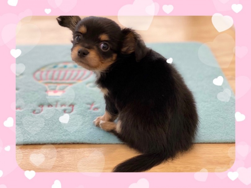 チワワテイスト強めのお顔立ち | MIX犬 チワックス （312024） - 港北ニュータウン店