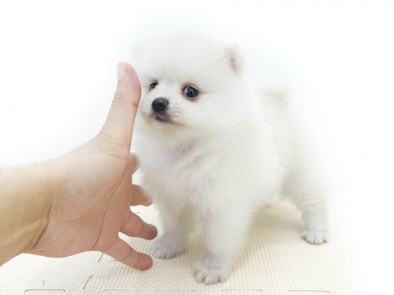 この可愛さ、実物を見て確認してください！ | ポメラニアン （814694） - 大和 相模大塚店