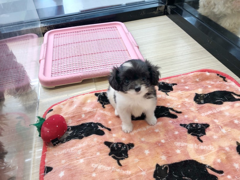 チワプーちゃんが快適に過ごせる環境は？ | MIX犬 チワプー （119290） - 梅島店