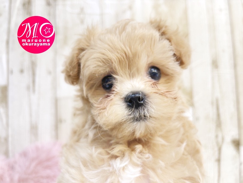 マルワン横浜 大倉山店の人気犬種ランキングで上位の犬種 | MIX犬 マルプー （6131039） - 横浜 大倉山店