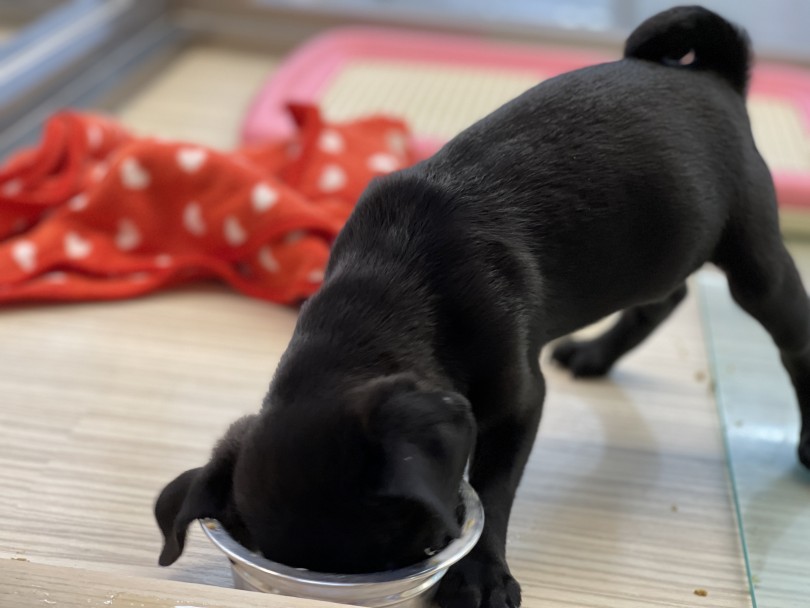比較的素直でしつけもしやすい犬種 | パグ （6131049） - 横浜 大倉山店