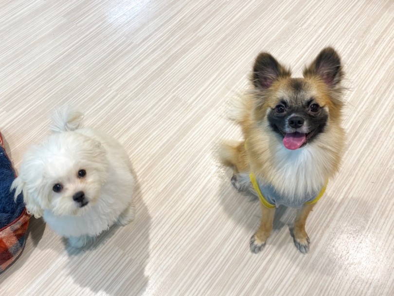 一緒にルームシェア中のペキプーちゃんと♪ | MIX犬 （120290） - 横浜 今宿店