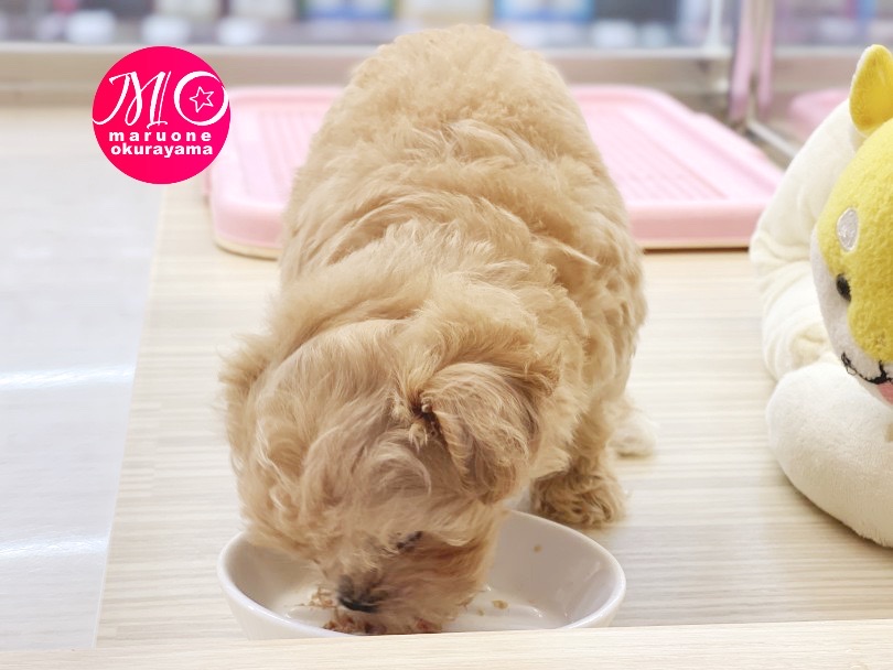 写真撮影 | MIX犬 マルプー （6131039） - 横浜 大倉山店