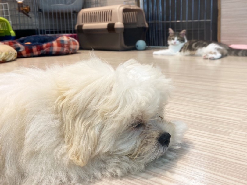 お姉ちゃんに見守られながらお昼寝中のプーペキちゃん♡ | MIX犬 プーペキ （120401） - 横浜 今宿店