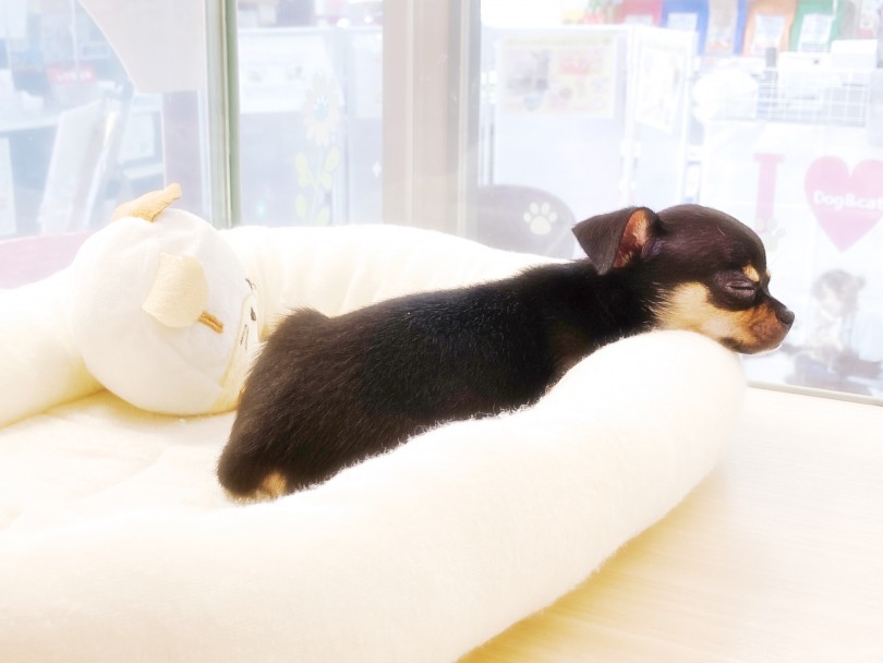 寝起きドッキリ仕掛けちゃう？扉を開けても気づかない爆睡チワワちゃん！ | 6/25版わんにゃんこ速報 - 横浜 大倉山店