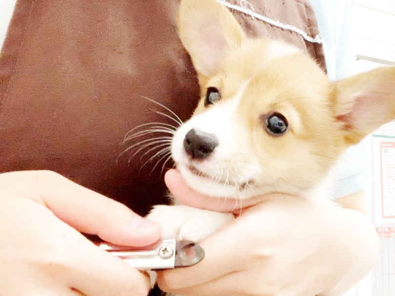 ご成約して頂いた飼い主さんに限り、しつけや爪切りなどのレクチャーをスタッフから受けて頂けます | ウェルシュコーギーペンブローク （014389） - 東日暮里店