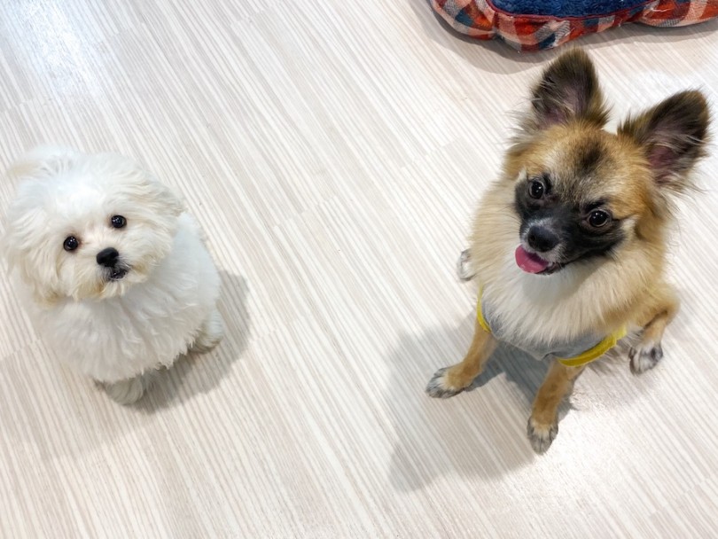 先輩のポケちゃんとツーショット♡ | MIX犬 プーペキ （120401） - 横浜 今宿店