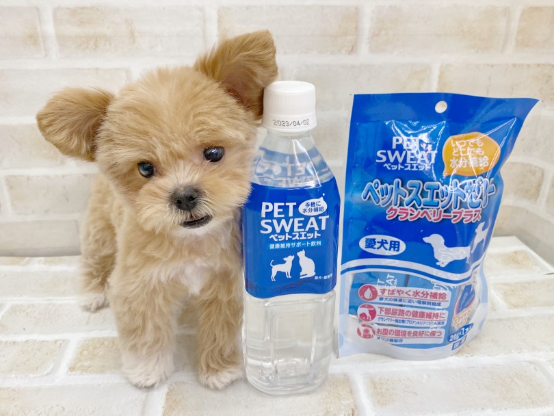 ペキプーちゃんと快適な夏を過ごすには | MIX犬 ペキプー (116575) - 下丸子店