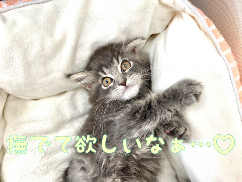 初めて飼う方、お子様がいらっしゃるご家庭にぴったり！ | ラガマフィン （512726） - 本羽田店