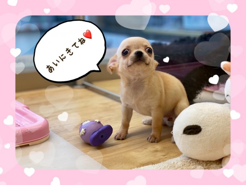 お探しのスムチーちゃんは港北ニュータウン店にいます！ | チワワ （312029） - 港北ニュータウン店