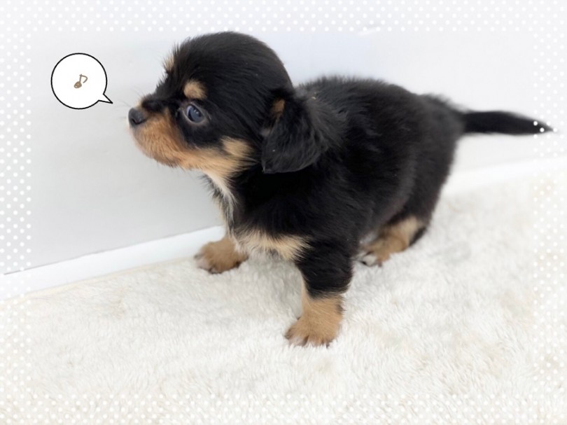 チワックスくんのカラーリング | MIX犬 チワックス （312024） - 港北ニュータウン店