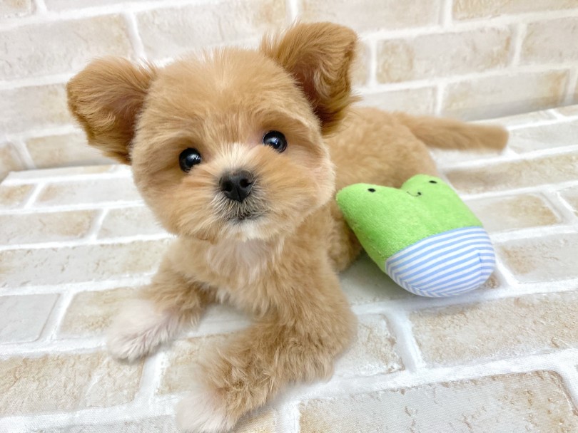両親から沢山の魅力を引き継いだ最強の癒し系MIX | MIX犬 ペキプー (116575) - 下丸子店