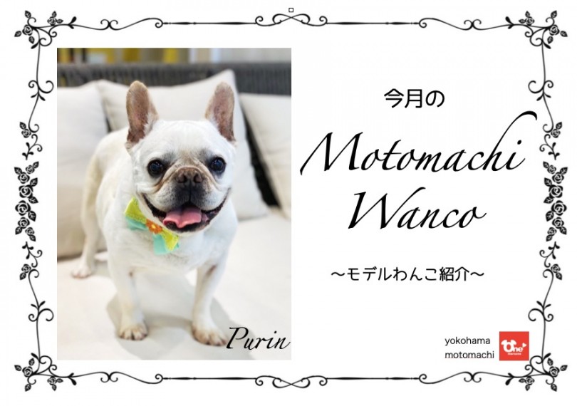 【 元町トリミング 】第二回Motomachi Wancoモデル犬紹介！