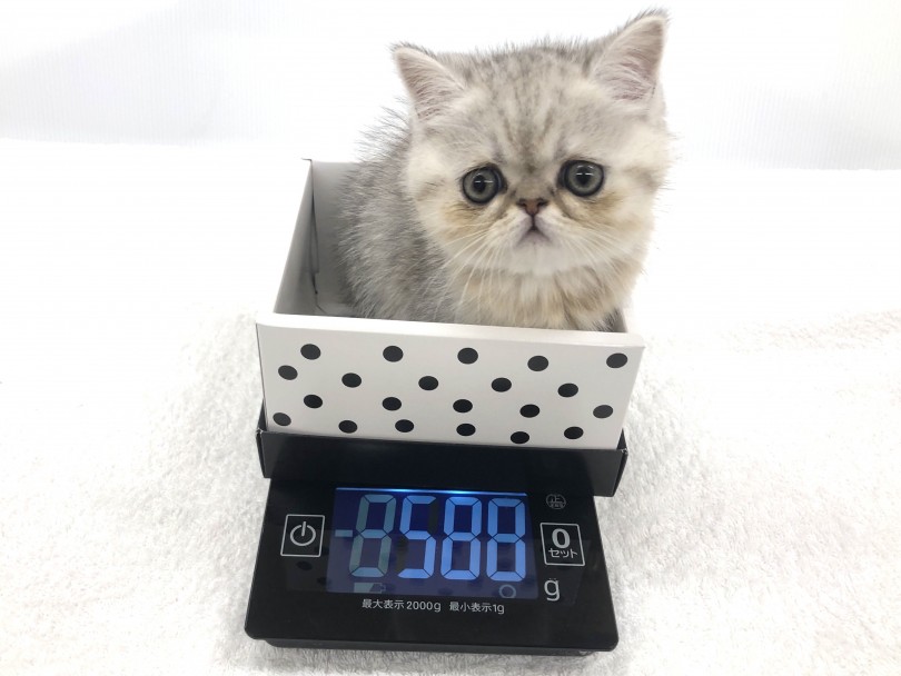 現在の体重は588g | エキゾチック （118564） - 城山店