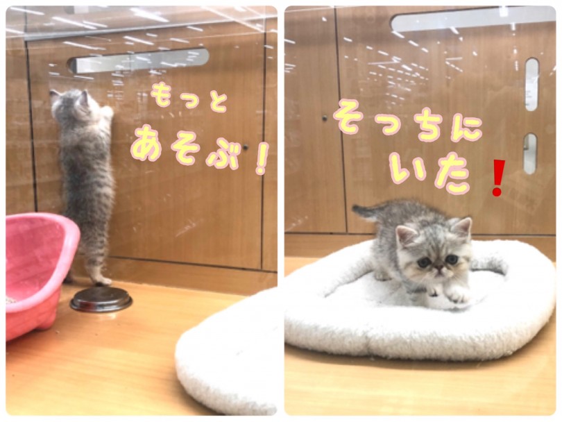 可愛らしい見た目だけでなく、甘えん坊でほっとけない可愛らしい子 | エキゾチック （118564） - 城山店