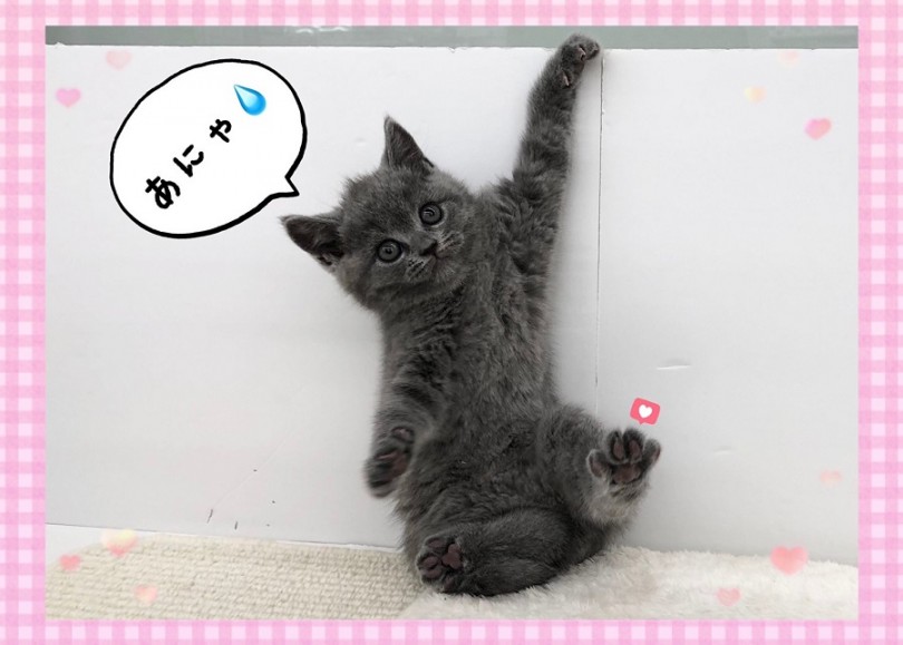 愛嬌たっぷりブリちゃんと新しい生活を始めませんか？ | ブリティッシュショートヘア （312026） - 港北ニュータウン店