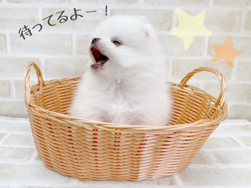 こんなに可愛い子にはなかなか会えませんよ | ポメラニアン （116583） - 下丸子店