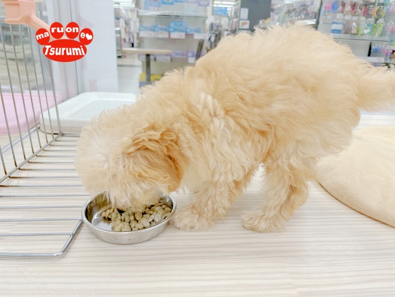 プードル君のご飯の様子 | トイ・プードル （713791） - 鶴見店