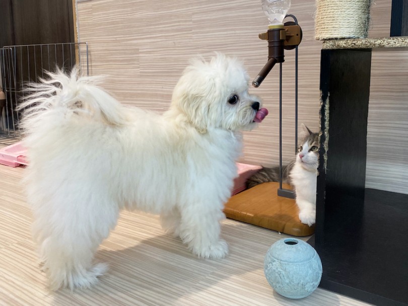お水を飲むプーペキちゃんを優しい表情で見守るサイベリアンちゃん♡ | MIX犬 プーペキ （120401） - 横浜 今宿店